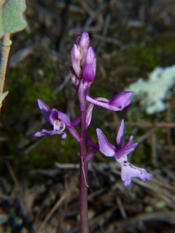 Per orchidee nel ponente Ligure